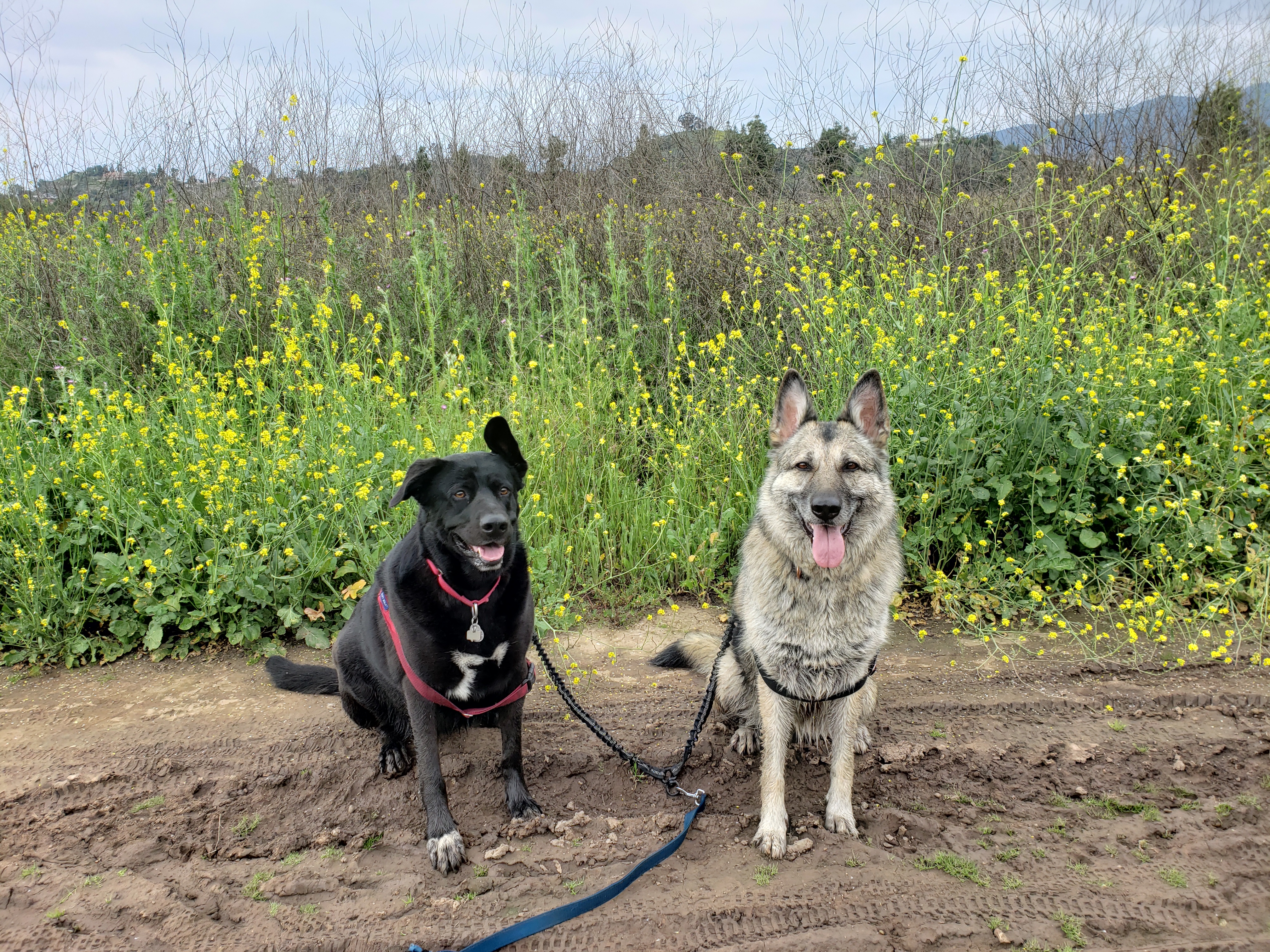 Photo of Dognado: Two German Shepherd Dog Mixes